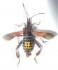 Leptoglossus occidentalis